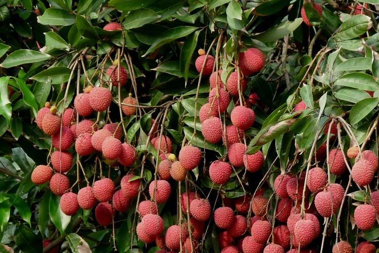 如何選擇荔枝烘干機改善荔枝干果? 如何選擇荔枝烘干機改善荔枝干果?