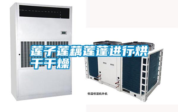 蓮子蓮藕蓮蓬進行烘干干燥