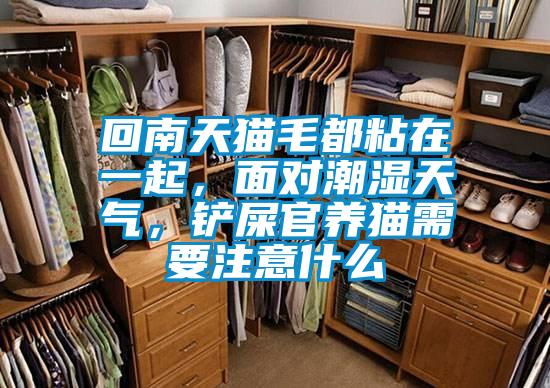 回南天貓毛都粘在一起，面對潮濕天氣，鏟屎官養貓需要注意什么