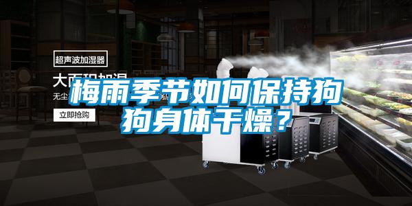 梅雨季節如何保持狗狗身體干燥?