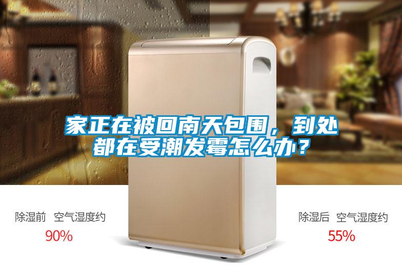 家正在被回南天包圍,到處都在受潮發霉怎么辦?