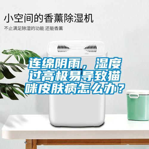 連綿陰雨，濕度過高極易導(dǎo)致貓咪皮膚病怎么辦？