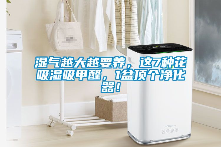 濕氣越大越要養，這7種花吸濕吸甲醛，1盆頂個凈化器！