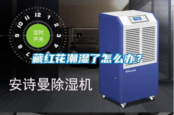 藏紅花潮濕了怎么辦?